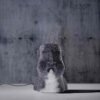 Moai Island Humidifier